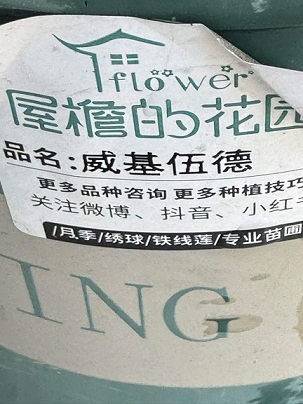 月季3.jpg