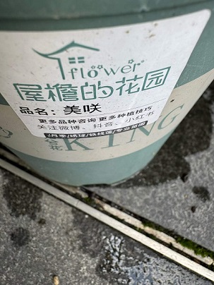 月季4.jpg