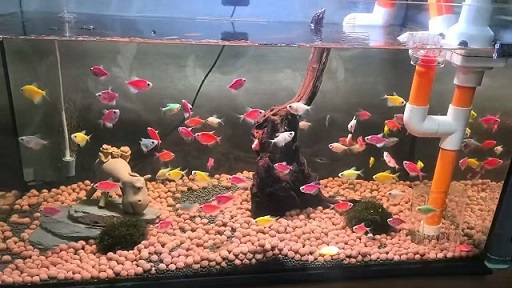 家里的金鱼缸.jpg