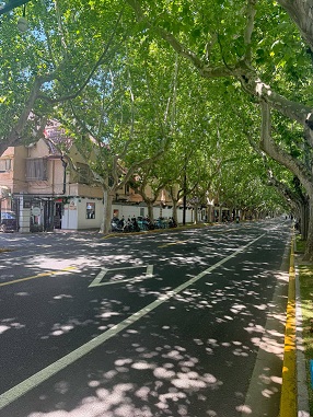 上海第一花园马路1.jpg