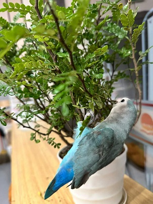办公室里的动植物1.jpg