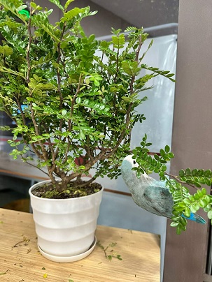 办公室里的动植物2.jpg