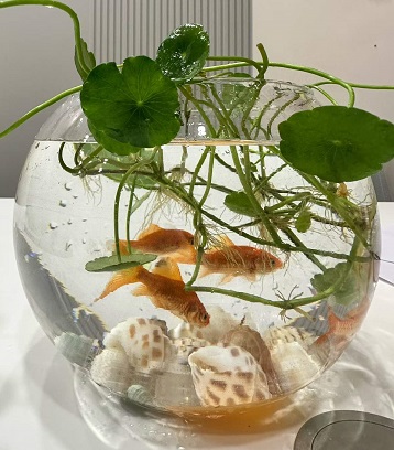 办公室里的动植物4.jpg