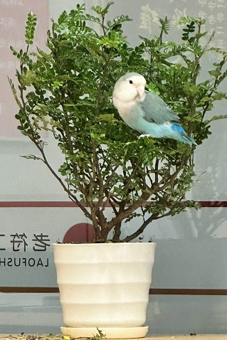 办公室里的动植物3.jpg